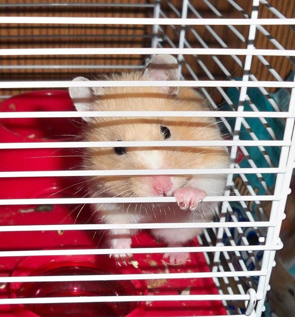 hamster, caged, pet, rodent, nature, mouse, animal
